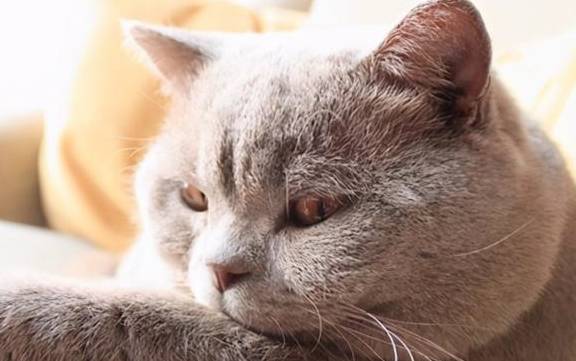 英短猫掉毛怎么办？学会这6招，猫毛不会满屋飞