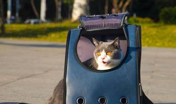 英短猫掉毛怎么办？学会这6招，猫毛不会满屋飞