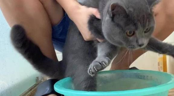 英短猫掉毛怎么办？学会这6招，猫毛不会满屋飞