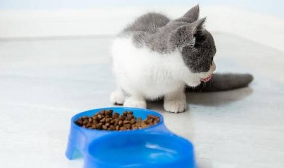 英短猫掉毛怎么办？学会这6招，猫毛不会满屋飞