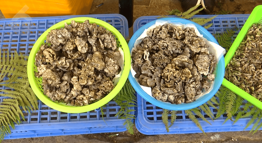 “干巴菌太好是因为打药施肥？”权威解读来了
