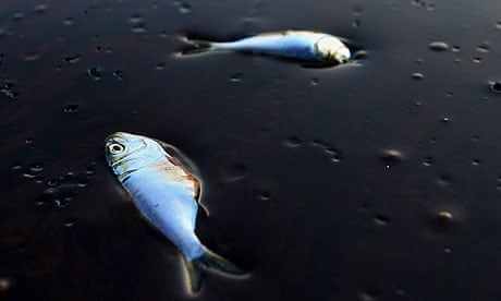 海洋原油泄漏(原油泄漏对海洋生物的危害)