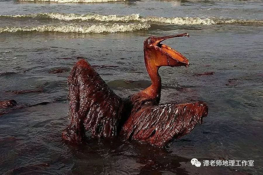 海洋原油泄漏(原油泄漏对海洋生物的危害)