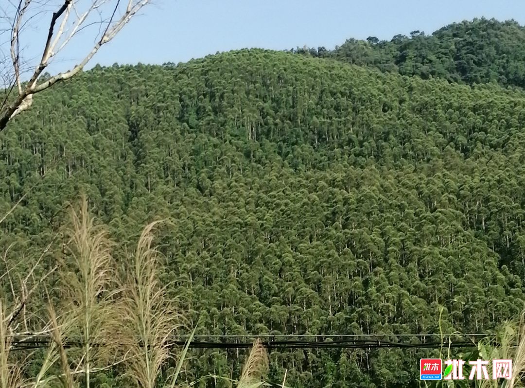 杉木原油(杉木油用途)